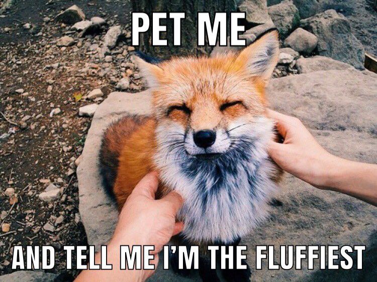 Retweet to pet him 🦊