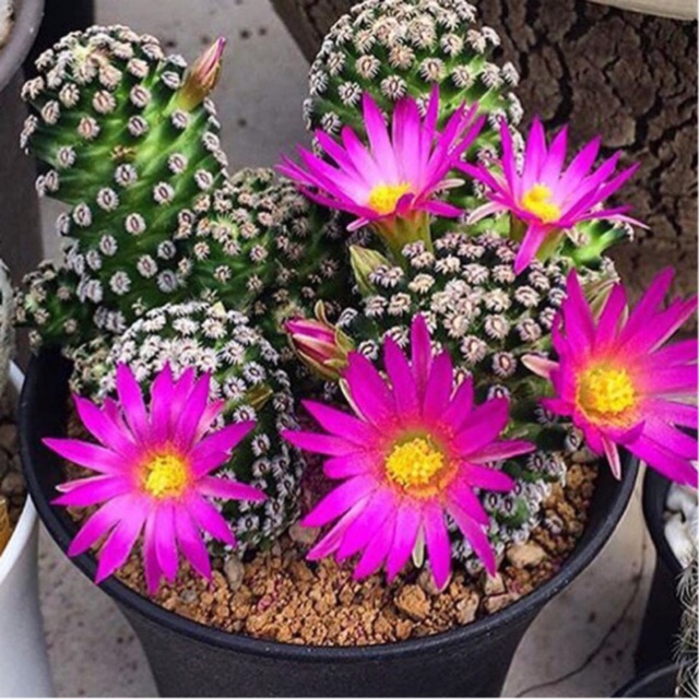 YuiPae's tweet image. ฉันกำลังขาย ❤️❤️ Mammillaria herna... ที่ Shopee ในราคาสุดพิเศษเพียง ฿390 ซื้อเลยที่ shopee.co.th/charcoalcactus… #ShopeeTH