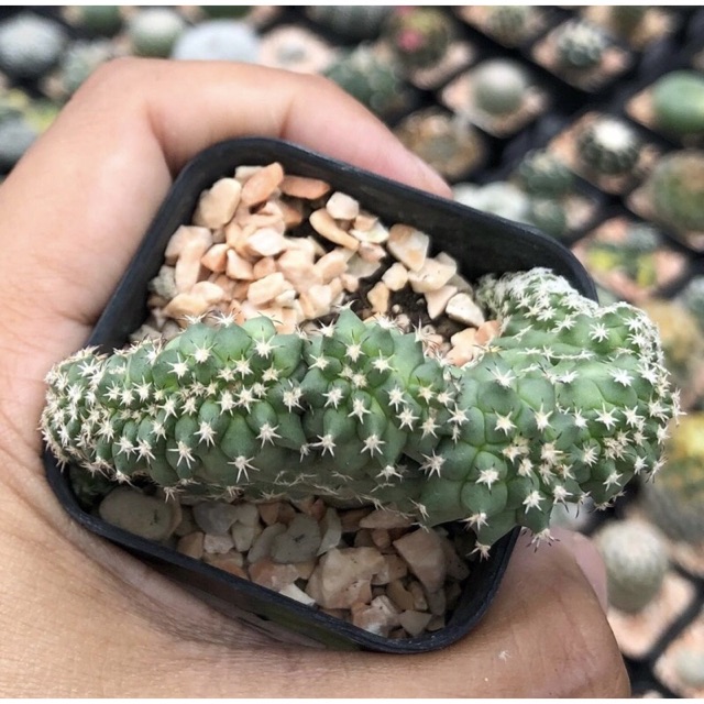 YuiPae's tweet image. ฉันกำลังขาย กำแพงเมืองจีนสวยๆ 🌈🐢... ที่ Shopee ในราคาสุดพิเศษเพียง ฿399 ซื้อเลยที่ shopee.co.th/charcoalcactus… #ShopeeTH