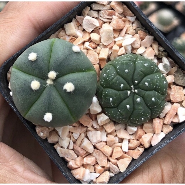 YuiPae's tweet image. ฉันกำลังขาย พอตเต่ามาคับป๋มมม 🥳🥳... ที่ Shopee ในราคาสุดพิเศษเพียง ฿490 ซื้อเลยที่ shopee.co.th/charcoalcactus… #ShopeeTH