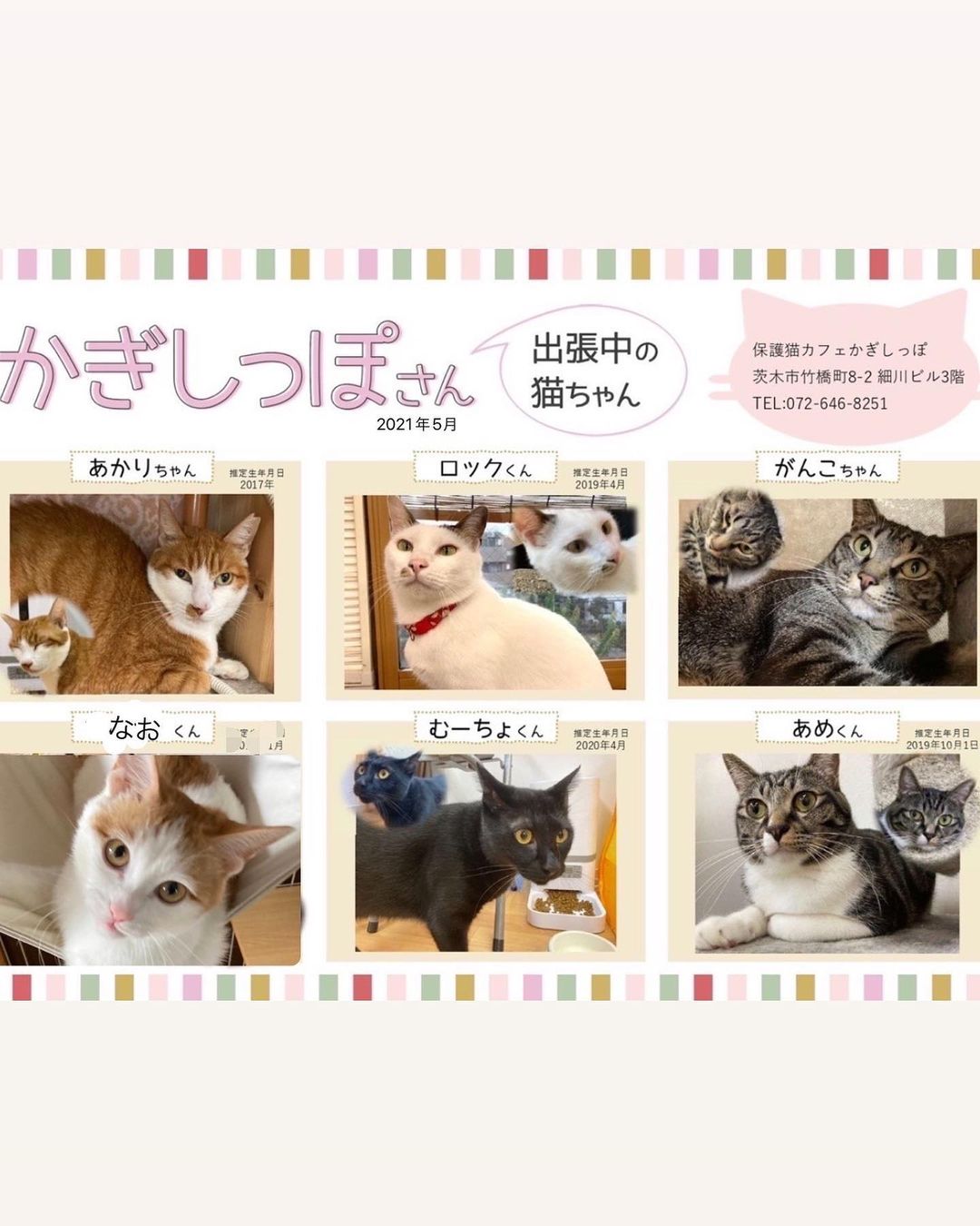 保護猫カフェかぎしっぽ Twitter Search Twitter