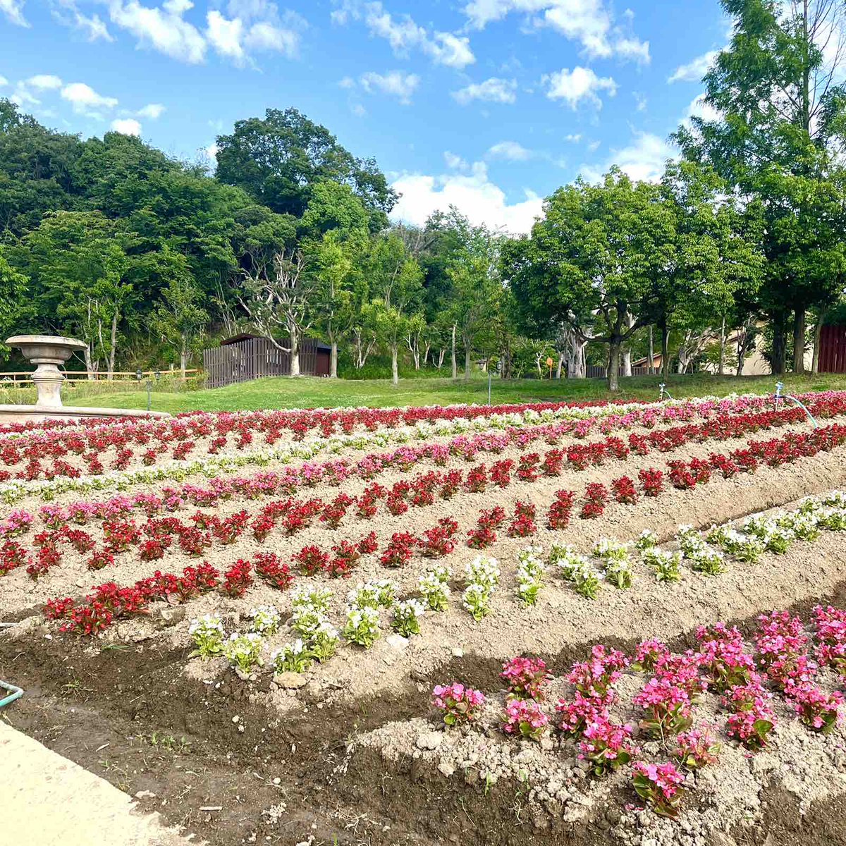 入口ゲート付近のベゴニア🌺✨ ベゴニアの花言葉は「幸福な日々」「愛の告白」「片思い」💕 赤いベゴニアは「公平」 白いベゴニアは「親切」だそうです💡 ＃Flower