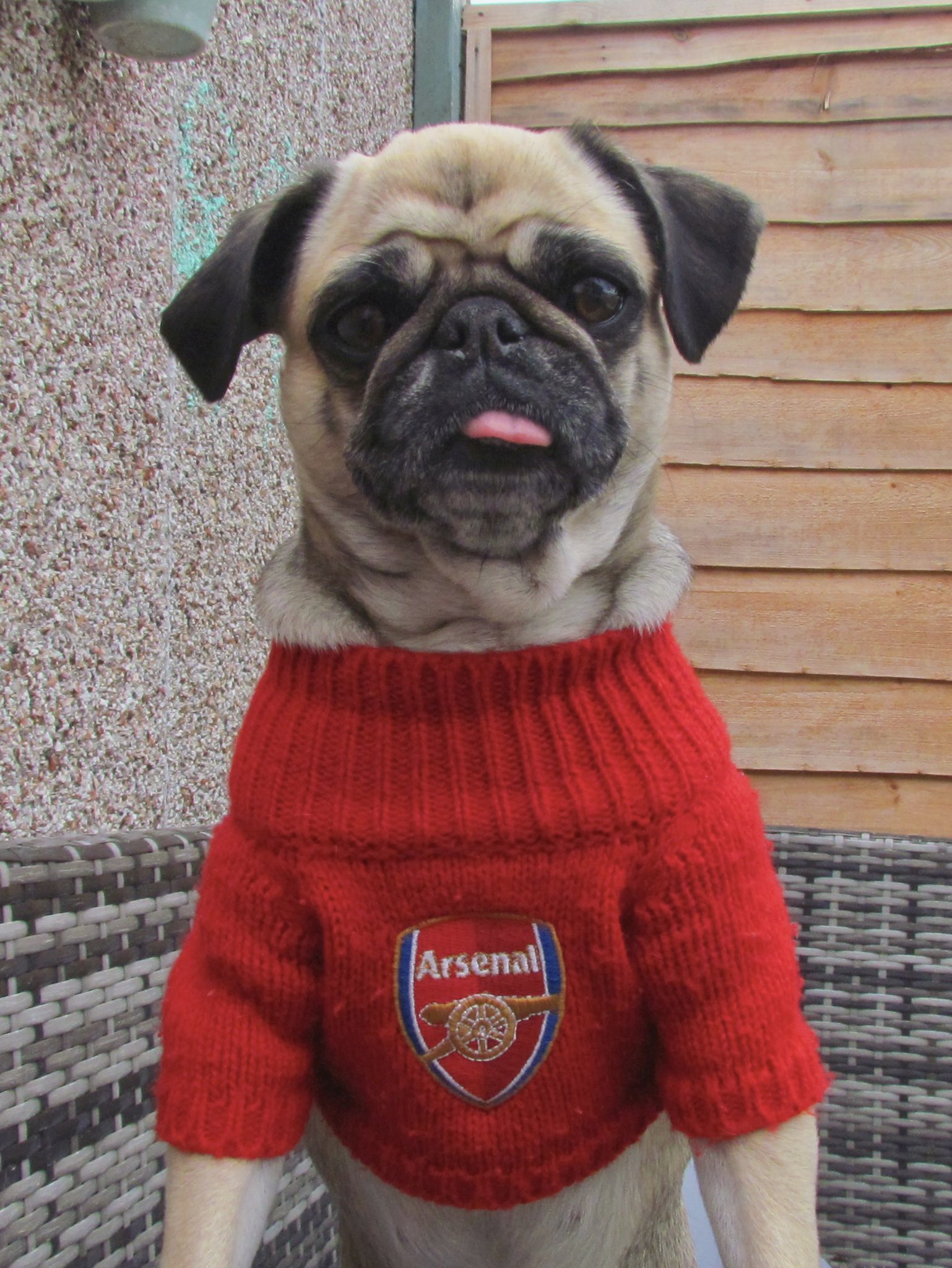 Arsenal dog sweater new arrivals