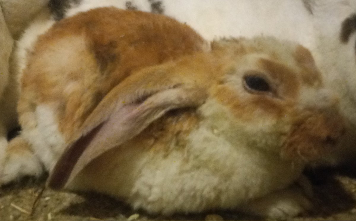 DillHops's tweet photo. Hoomama got home from the hospital yesterday. She's very sick still &amp; is at high risk during her pregnancy for acute respiratory failure &amp; cardiac incident. But the good news is the kit is a healthy girl &amp; is not at risk as long as mamas ok. Wez keeping eyez &amp; earz on her. https://t.co/rFb2jqIVZK