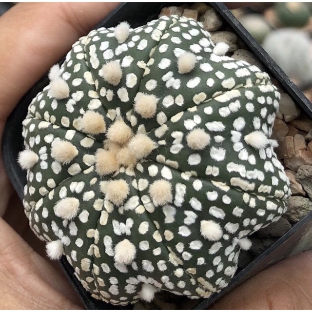 YuiPae's tweet image. ฉันกำลังขาย #สวยละลาย😳😍⭐️🌟⭐️Ast... ที่ Shopee ในราคาสุดพิเศษเพียง ฿898 ซื้อเลยที่ shopee.co.th/charcoalcactus… #ShopeeTH