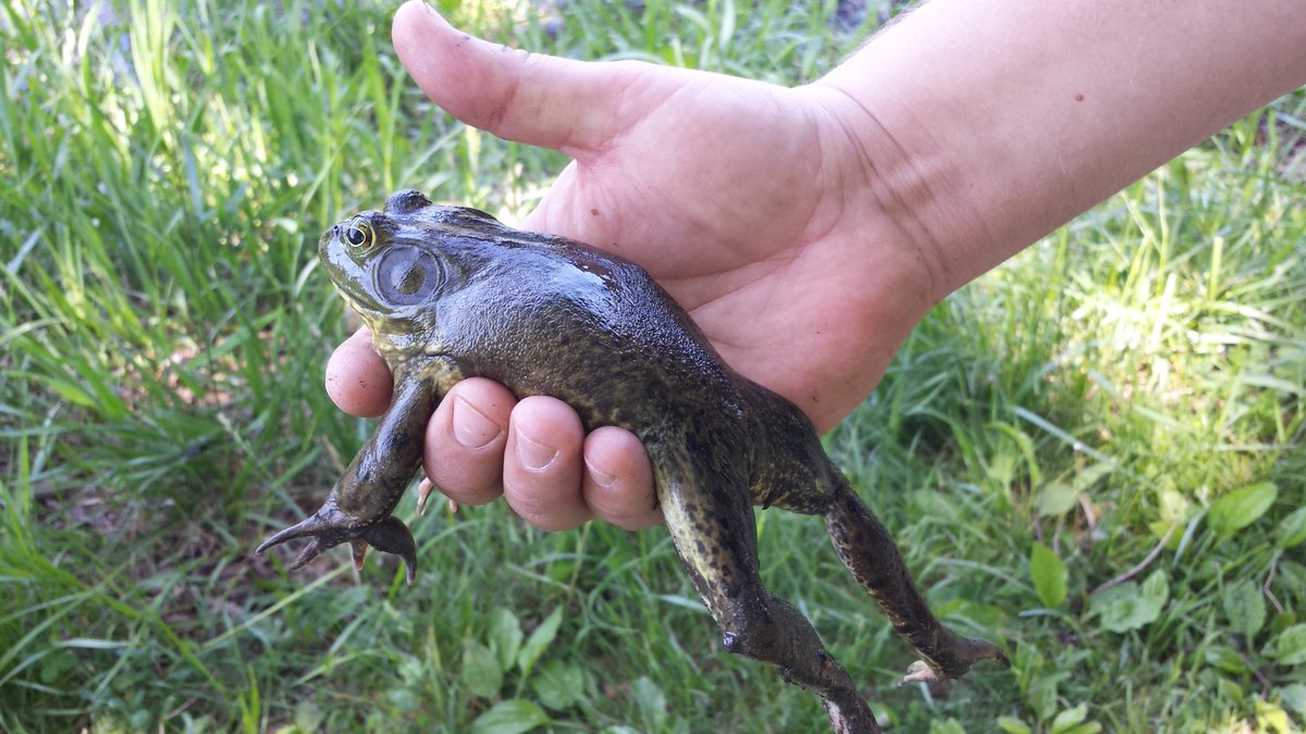 PolkCCB's tweet photo. What do frogs do with paper…? 🐸

Rip-it! #InternationalJokeDay
Get the chance to see nature in action at Natures Playdate Wednesday, July 6. Bring your family for a day of fun, free, exploration. More information on our website https://t.co/ebV80NRroj https://t.co/N0L4IOguLK