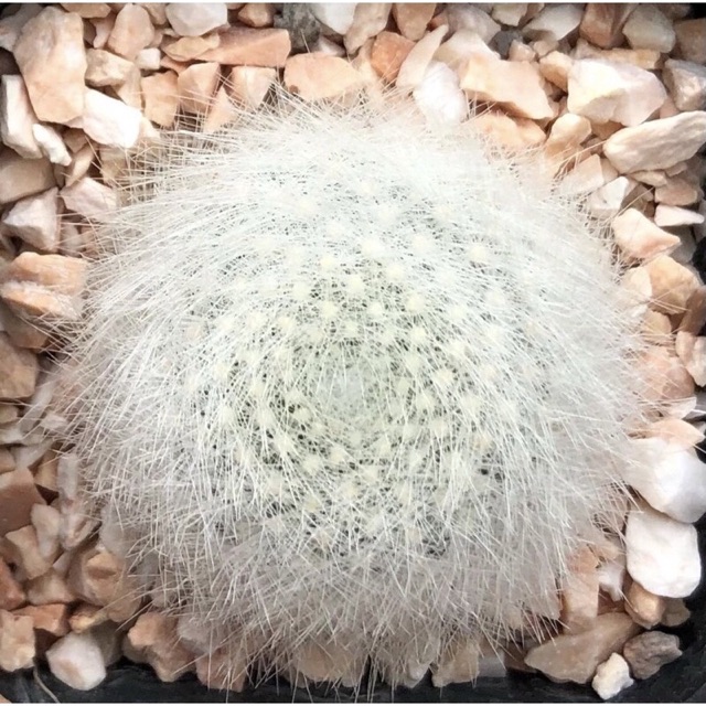 YuiPae's tweet image. ฉันกำลังขาย 🧡🧡🧡Rebutia muscula ... ที่ Shopee ในราคาสุดพิเศษเพียง ฿350 ซื้อเลยที่ shopee.co.th/charcoalcactus… #ShopeeTH