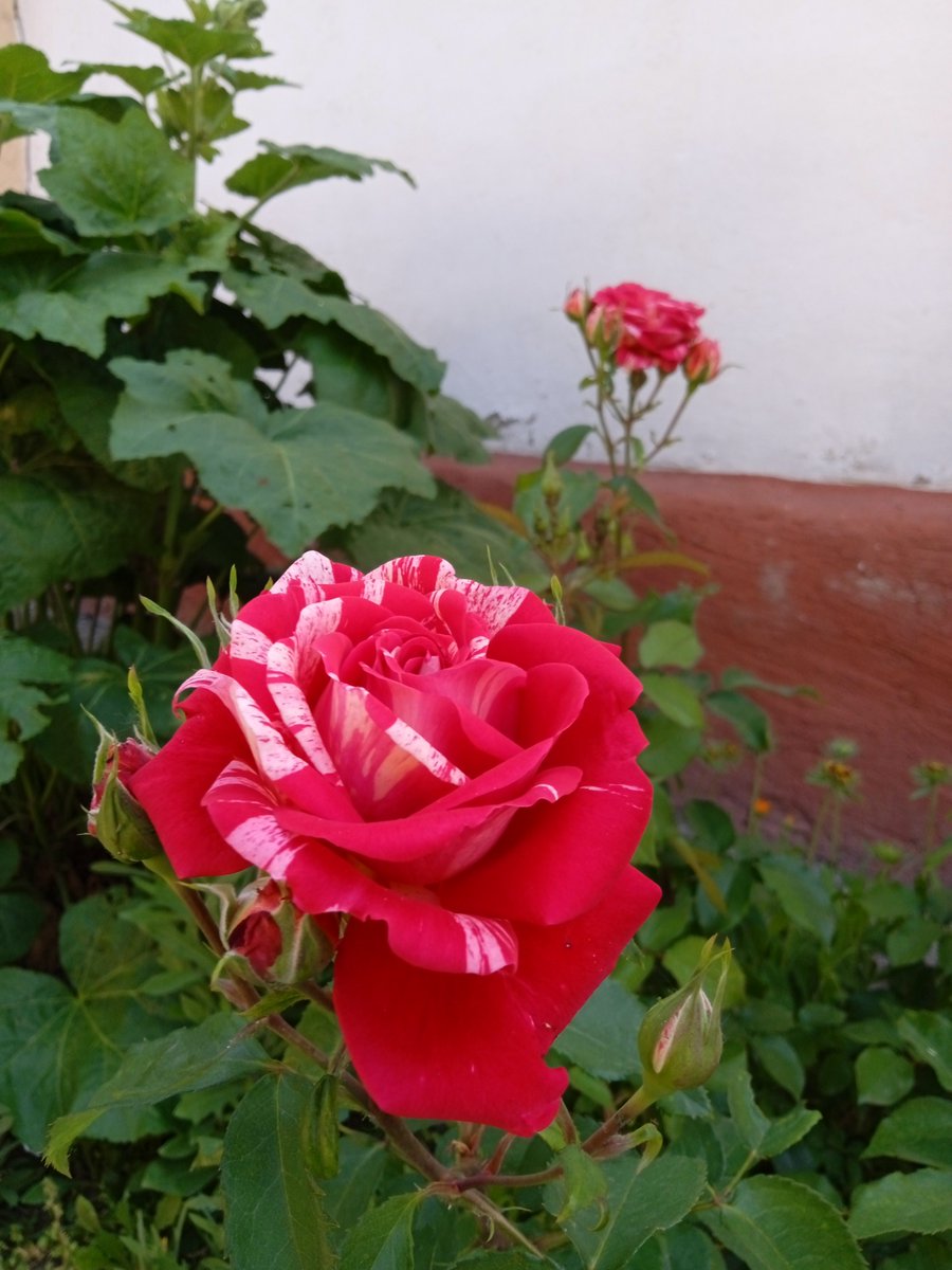 bogdanka rakic (@bogdanka_rakic) on Twitter photo 