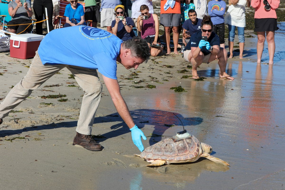 NEAQ's tweet photo. Yesterday marked our first turtle release of the season! 🌊🐢🐢

After several months of rehab at our Sea Turtle Hospital in Quincy, 10 turtles were released back into the ocean off Cape Cod! The group includes five loggerheads, two Kemp’s ridleys, and three green sea turtles. https://t.co/vWOMnT8YsX
