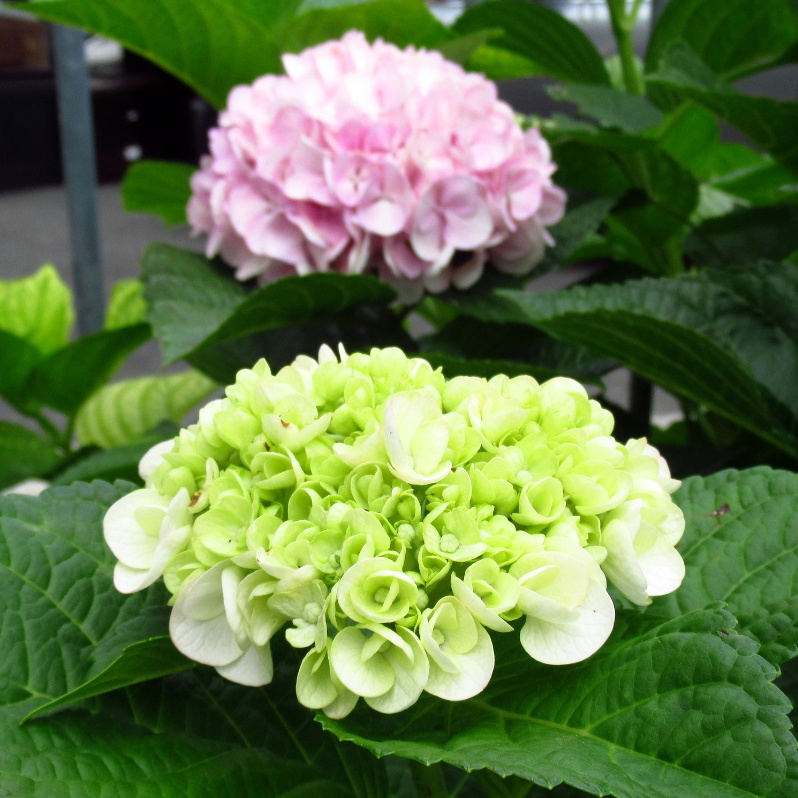 تويتر ねぼ على تويتر 紫陽花の赤ちゃん 風景写真 花の写真 紫陽花の赤ちゃん 紫陽花 アジサイ あじさい 大阪 柏原市 花芽 T Co Rkudc1yjia