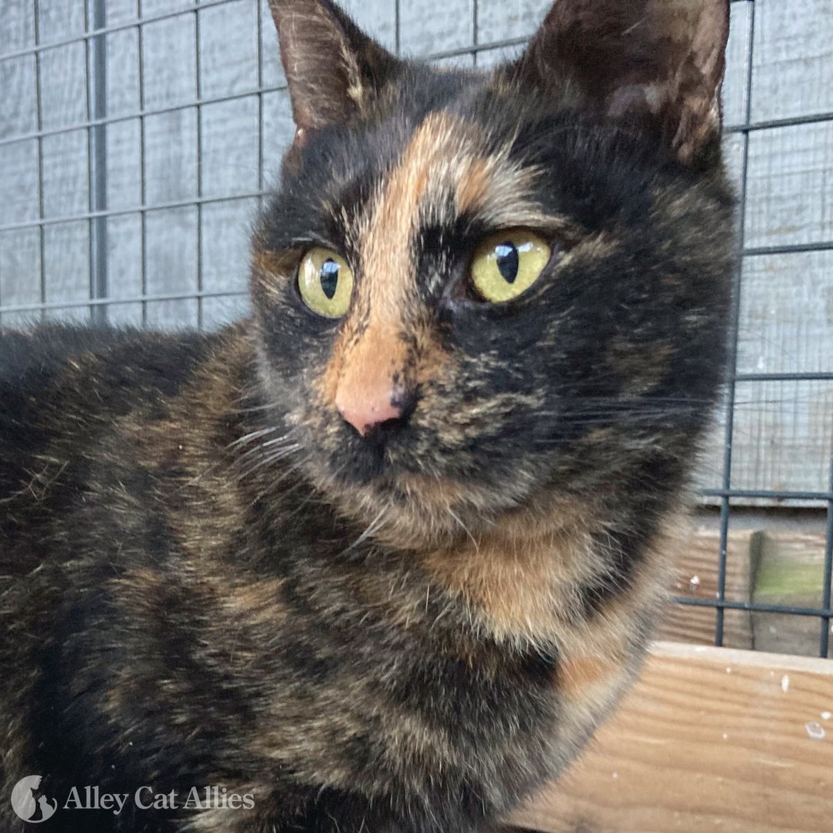 What's not to love about Tilly? She's a total sweetheart who's calm, friendly, and enjoys nothing more than a good cuddle session. Though that may have to wait until she's worn herself out chasing feather toys!

#Adopt Tilly today or spread the word: ow.ly/ji8o50JLIIO