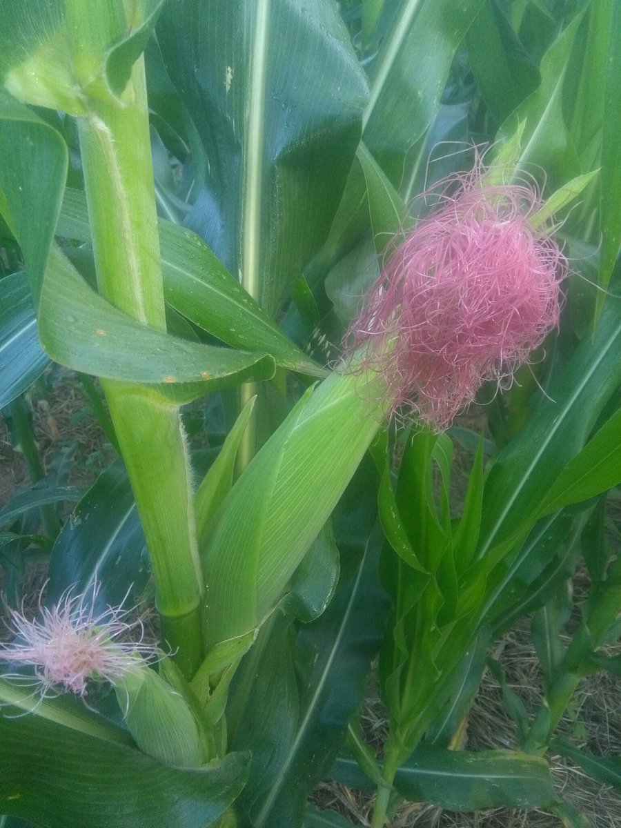 So far so good. SC649 Green maize loading in Karoi. <a href="/SeedCoZimbabwe/">Seed Co Zimbabwe</a> <a href="/madzur/">ヤス</a> <a href="/philip_matombo/">Philip Matombo</a>