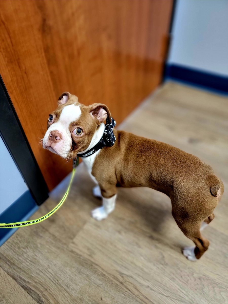 Diva Buckles tweet media