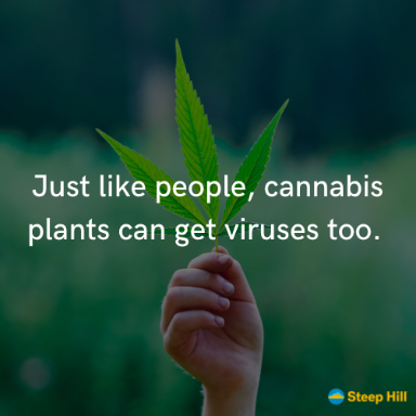 steephilllab's tweet photo. Hop Latent Viroid (HLVd) &amp; Cannabis
https://t.co/ZZhzhdS9cP https://t.co/pt1dE5kUns