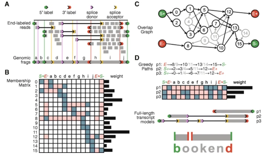 GenomeBiology's tweet photo. Bookend, from @MSchon0, @mnodine1 &amp; co, improves transcript reconstruction by combining different RNA-seq techniques.  Focusing on 5' and 3' transcript ends gives more accurate  full-length transcript models https://t.co/RBKtL8sHKp https://t.co/CRMsYNhuTM