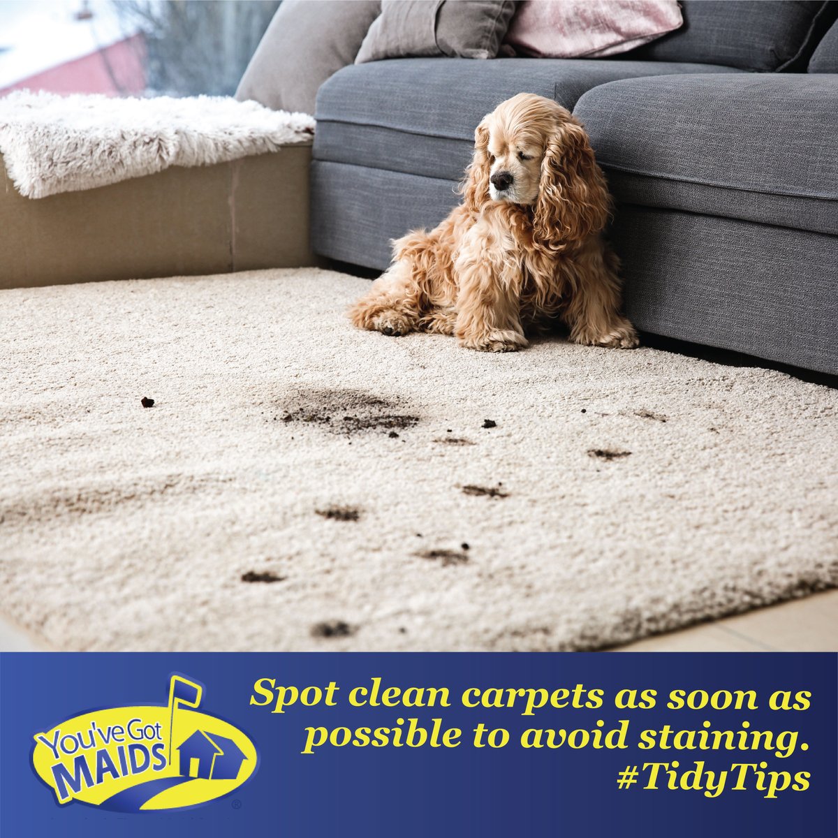 YouveGotMAIDS's tweet image. Carpets can be a beast to clean. Spot treating any stains or trouble areas as soon as they occur keeps your carpet looking fresh. The longer you wait, the more a stain will set. #TidyTips
