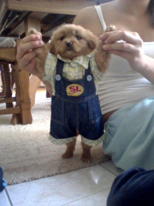 perritos_qctd's tweet image. 