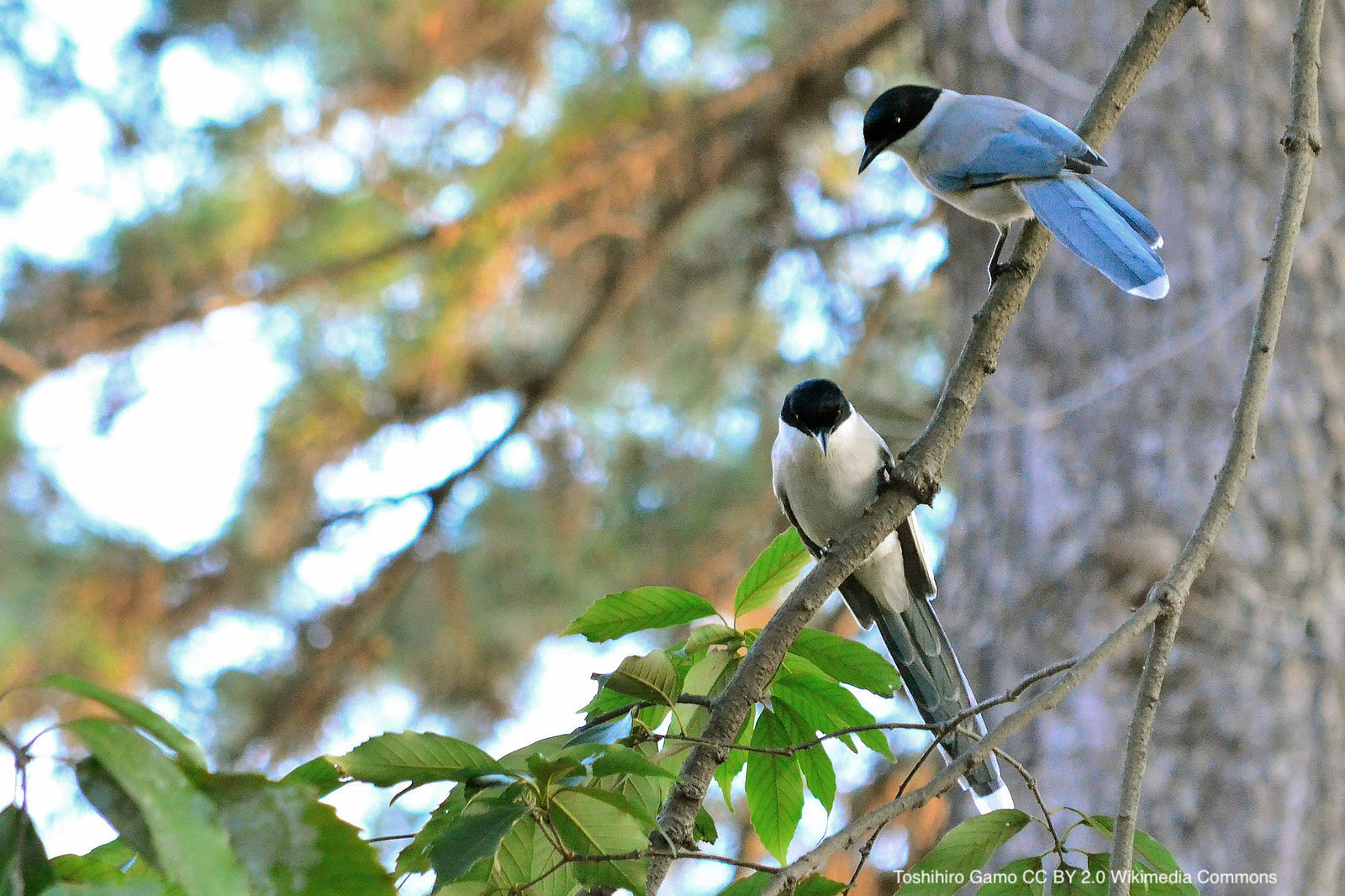 BOU 👩🏻‍🏫👨🏿‍🏫🧕🏽👳🏽‍♂️ 🌈 on X: Nest characteristics and composition  of the colonial nesting Azure-winged magpie Cyanopica cyanus in South Korea,  @thePeerJ
