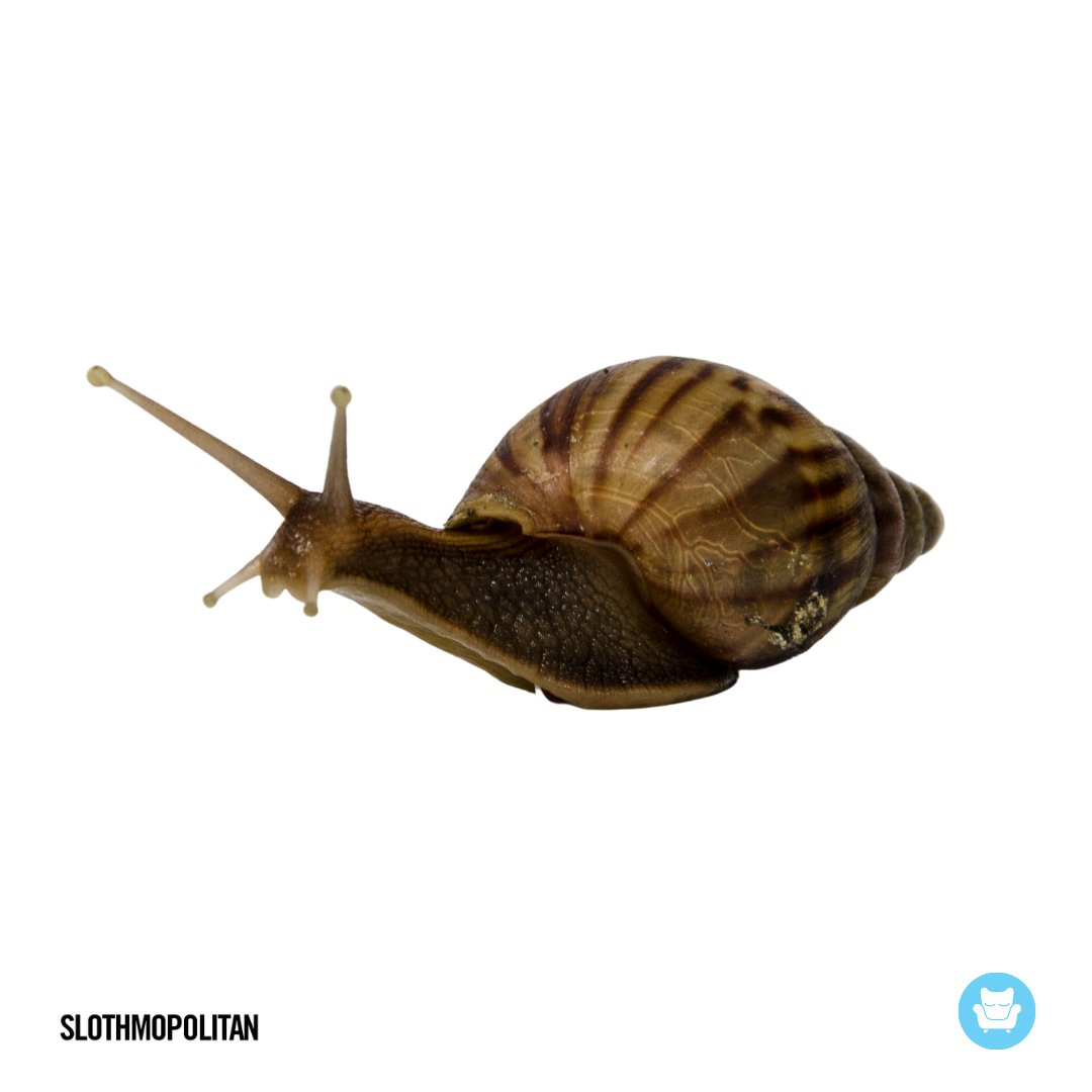 slothmopolitan's tweet photo. "Glad I'm not in France."  #SlowDownSeeMore #Slothmopolitan https://t.co/xUIWRegtSv
