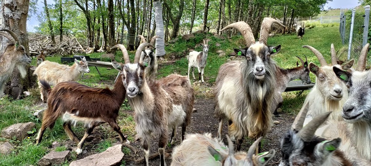 OldIrishGoatSoc's tweet photo. Did you know that despite the “at risk” Native Rare Breed Status - it is still legal to hunt the Old Irish Goats living in the wild in Ireland? Unfortunately being a “rare-breed” only ups their value to trophy-hunters.Disgusted? Please SIGN &amp; SHARE : https://t.co/Mwuw9g3ZKZ https://t.co/mSw45740GJ