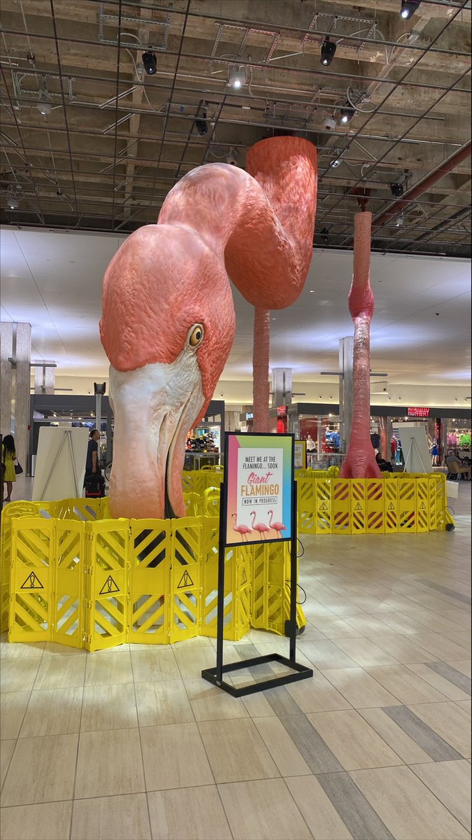 keather_snyder's tweet photo. So excited to get my first glimpse of this great fellow. @FlyTPA https://t.co/jIefznAft3