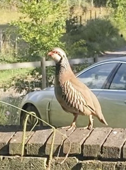 And a partridge perving on me! Lol https://t.co/96UwRoWE7Q<a href="/tag/stockings"class="tags"><span>#stockings</span></a><a href="/tag/thighboots"class="tags"><span>#thighboots</span></a><a href="/tag/cum"class="tags"><span>#cum</span></a>