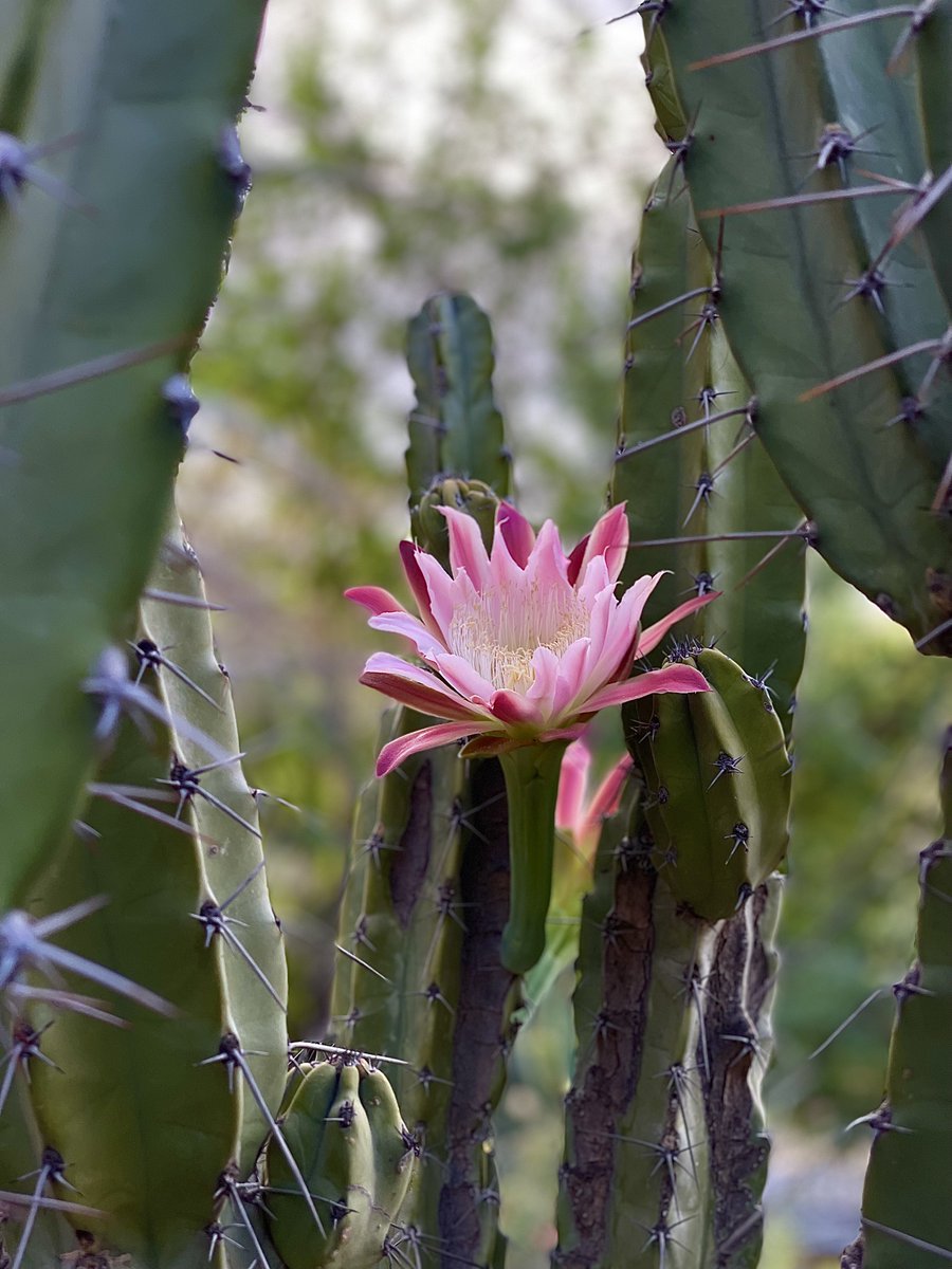 Desert Botanical Garden tweet media