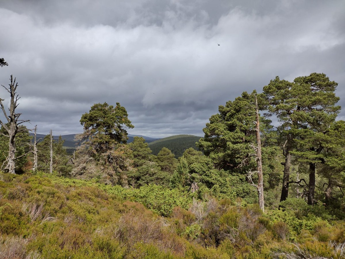 Highlights from Glen Tanar, Scotland! The fieldwork team had a great few days resurveying a forest plot and taking some core samples to analyse the age and disturbance sensitivity of these trees! #ecologyfieldworkteam