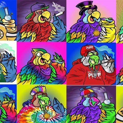 PufftheParrot's tweet photo. #NewProfilePic https://t.co/34ckIdQ6z3