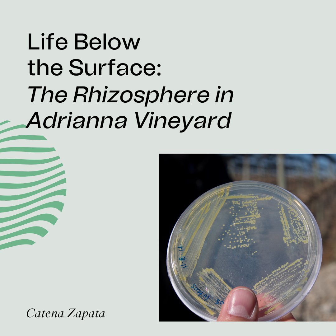 ProtocolPorto's tweet image. DID YOU KNOW that bacteria living around the roots have proved to be quite important to the development and growth of plants?