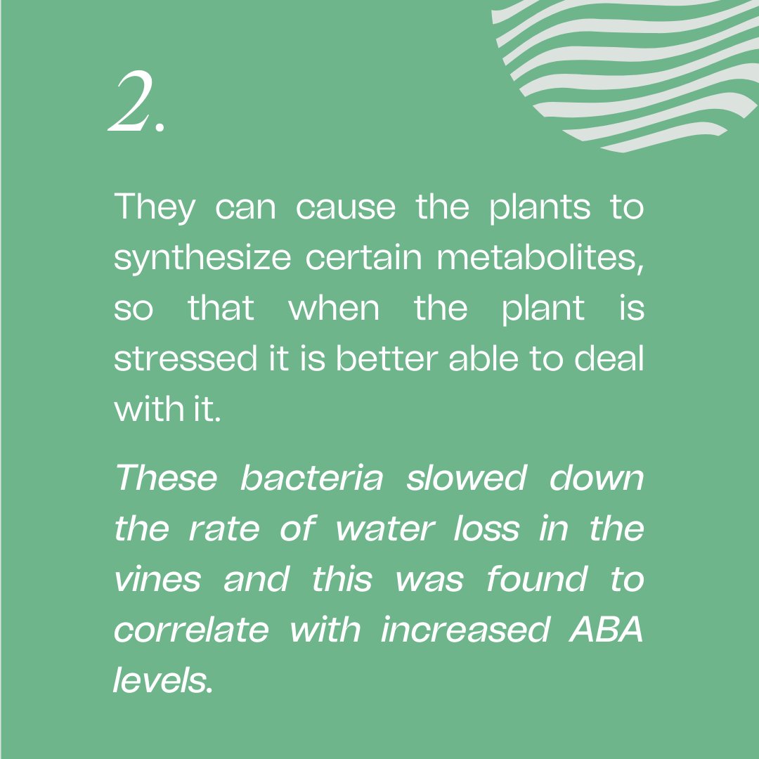 ProtocolPorto's tweet image. DID YOU KNOW that bacteria living around the roots have proved to be quite important to the development and growth of plants?
