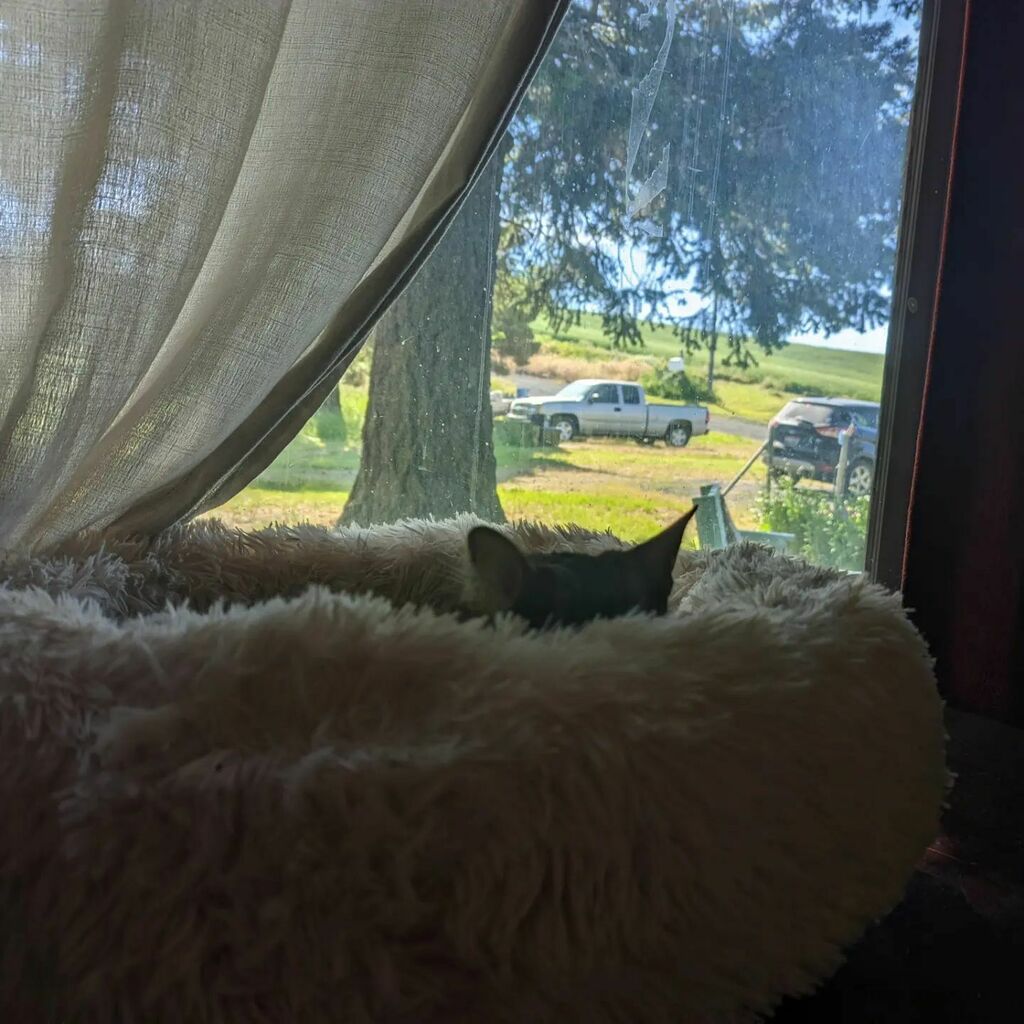 tadousay's tweet photo. The grand-critters are all waiting, and the #marmotmouseacre is in bloom. ❤️ All that's missing are Grammy &amp; PawPaw, and they'll be here soon! 🥰 #houseofwolfanddragon #tinydemoninafurcoat #tinyraptors #majorlovethedog https://t.co/wjkdqBAmVD