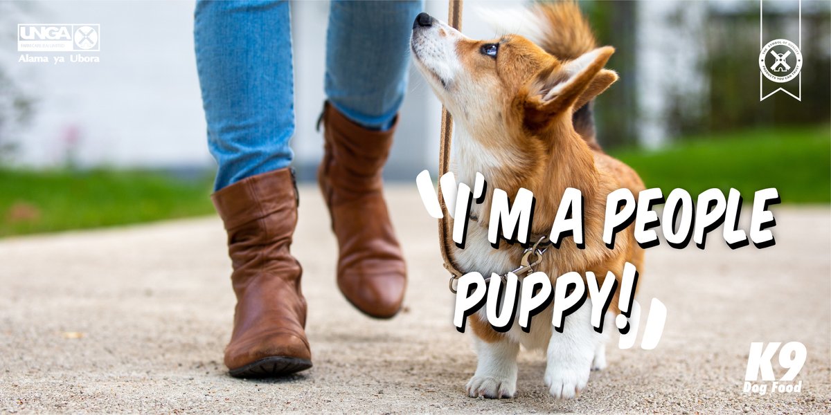 Dogs, like humans, need to know how to act, especially when company is around. The best time to train your dog to behave well around people is between three to twelve weeks old. #K9DogFood #ABowlfulOfStrength