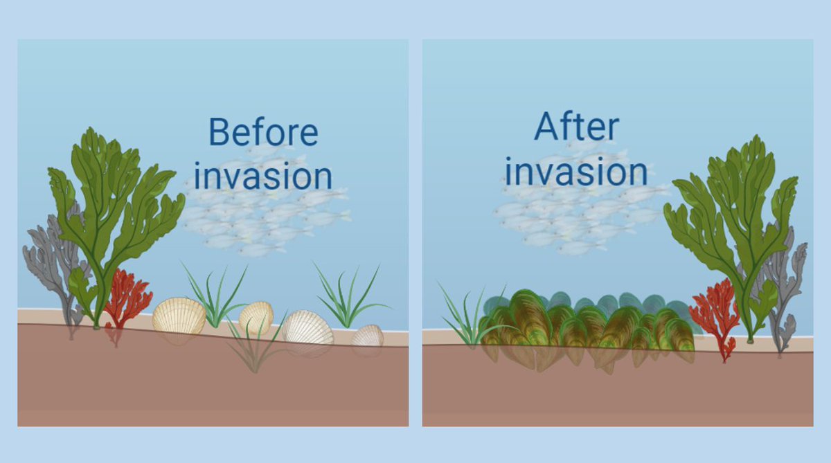 #InvasiveSpecies have cost the world economy at least US$1tn since 1970 &amp; are a major cause of #biodiversity loss. What will be the economic &amp; environmental #impacts &amp; #costs of the invasive Asian date #mussel in the UK❓ I aim to find out 🧐 nature.com/articles/s4159… #UoPDocFest22