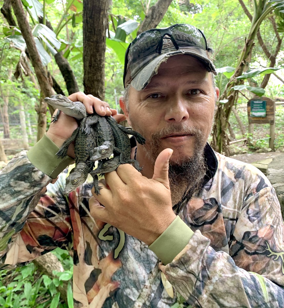 Pulgares arriba para estas pequeñas crías nacidas en cautiverio de #Crocodylusacutus en Chiapas para su  #Conservación 

#AmericanCrocodile #CocodriloDeRío #Chiapas #México