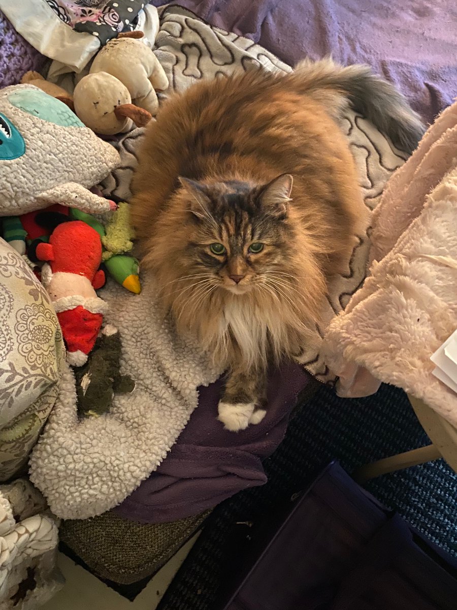 Bella my sweet adorable diabetic boarding kitty! Such a pleasure to Luv her &amp; take care of her! :)