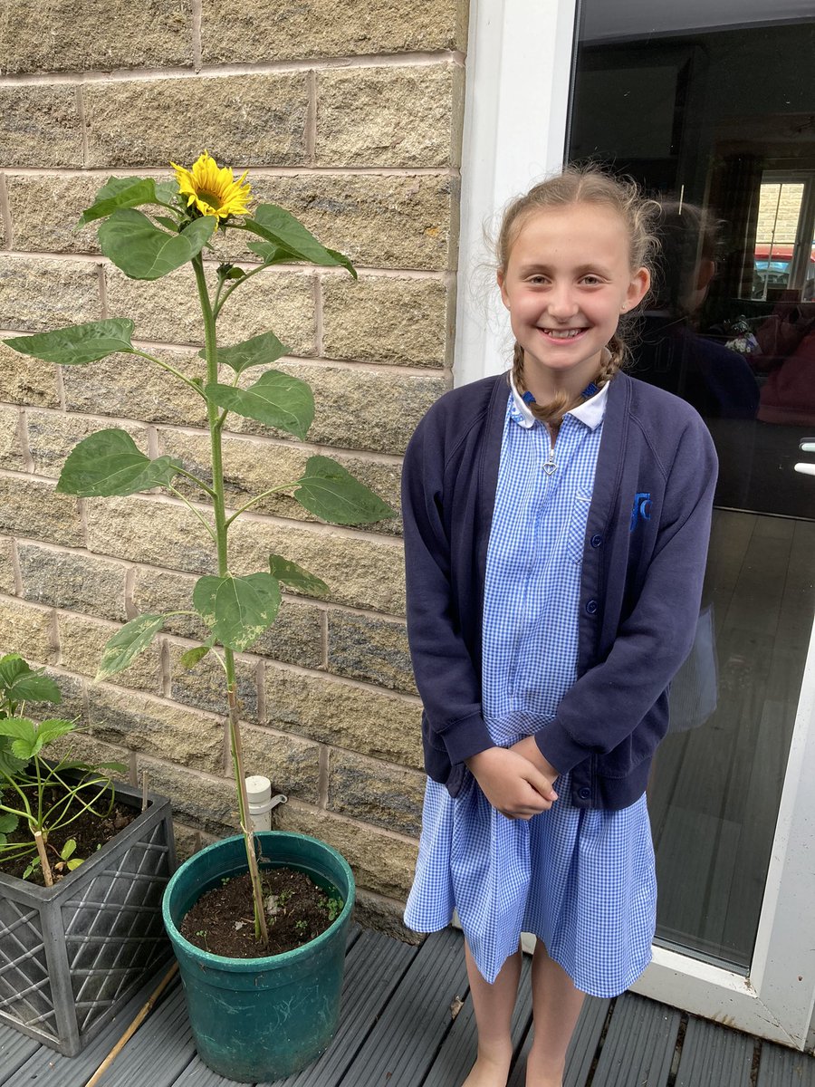 SarahMusgrave's tweet photo. @SJohnsAcademy Our sunflower 🌻 has finally flowered 🥳 and has just overtaken Elsie in height! https://t.co/BqBHC0BmOa