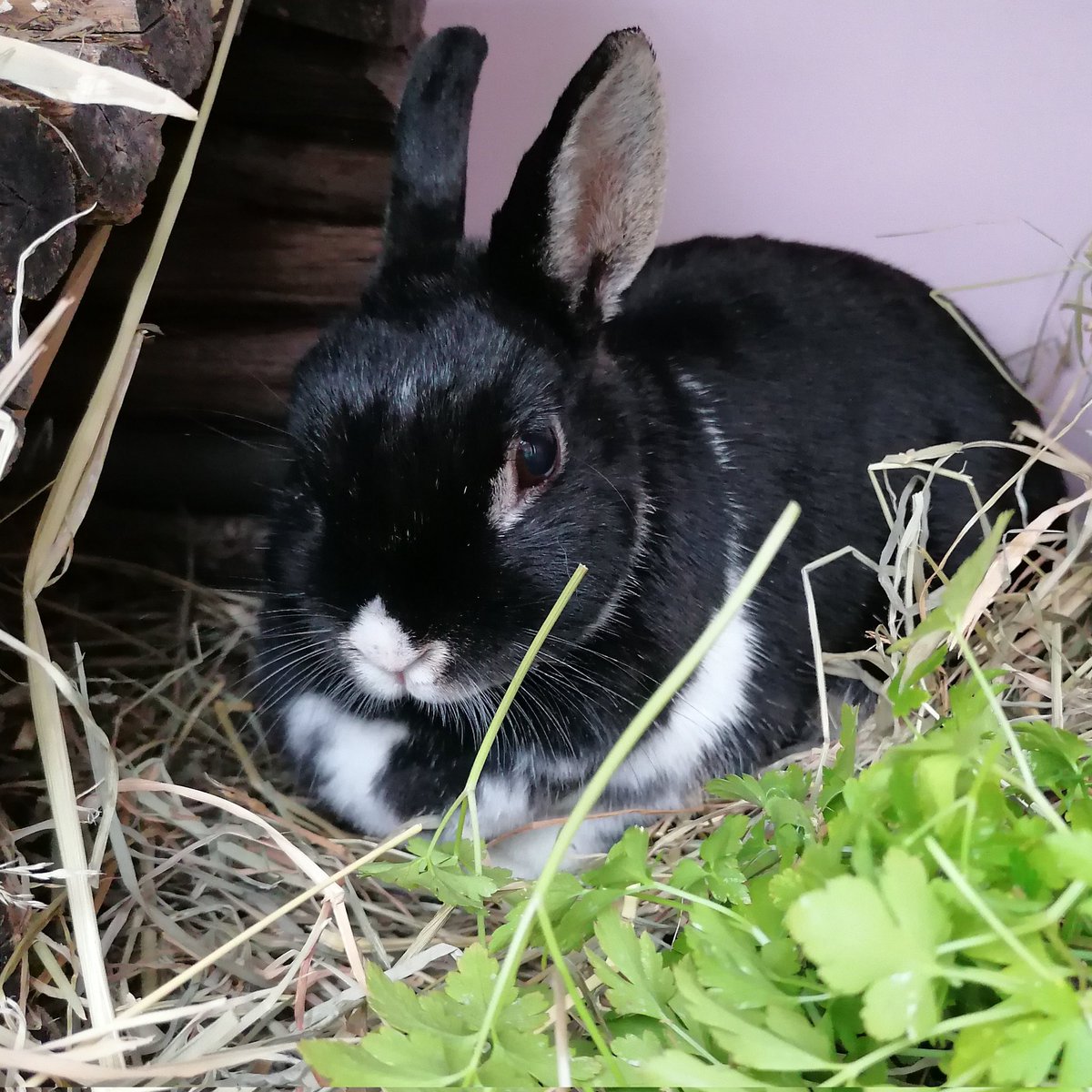 BurrowedHearts's tweet photo. Meet Daisy 🐰🌼
She was another unclaimed stray who served her 7 days at a vets so has come here to get ready for a new life 🐇 Based on her abnormal uterus she's guessed at 4/5yrs old. Isn't she beautiful? 😍🐰

#rabbit #adoptdontshop #animalrescue #nottingham #rabbits #charity https://t.co/5490fQR0lv