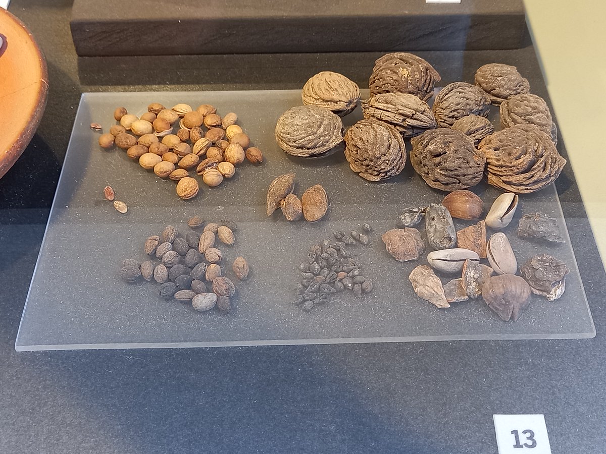 A selection of fruit seeds, stones, &amp; pits recovered from the drainage system of the Colosseum in #Rome, remains of the snacks eaten by #Roman spectators watching the games in the arena up to 1900 years ago #RomanArchaeology