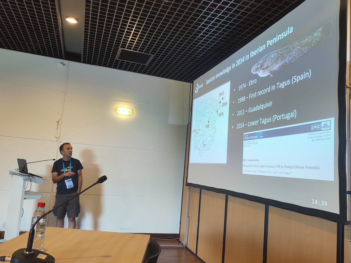 FishInvasionLab's tweet image. Presenting our work and future directions/projects on European catfish @icbf2022 #silurus #invasivefish #portugal