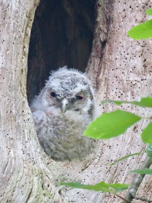 DOING OWL RIGHT 🦉

This gorgeous little dude fell out of his nest, but he was rescued by the two Ronnies (Ronnie Dyer Senior &amp; Junior) and he's doing just fine 😍

Thanks to Martine for the great photo 🙌
