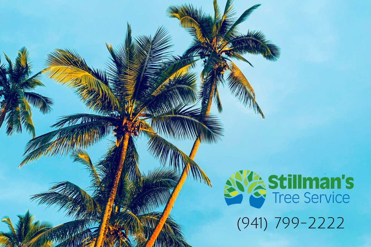 StillmansTree's tweet image. Call Stillman&apos;s Tree Service at (941) 799-2222. #StillmensTreeService #TreeTrimmer  #TreeTrimming, #TreeRemoval #TreeCutting