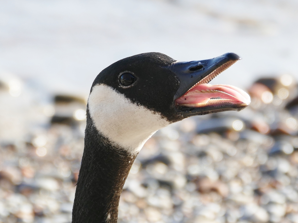 wesselmanwoods's tweet photo. #ToothTruth 🦷 Birds don't have teeth but geese have hard, cartilage structures on their beaks that look like teeth. They're called "tomia" and they can function like teeth but they are not made of bone and enamel.
Source: https://t.co/omGfARXgNv https://t.co/OGGP3a3lp2
