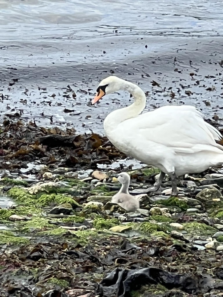 Neither of the two ducklings survived this year, however, we have an exciting new addition lochside. Meet Ziggie the cygnet.