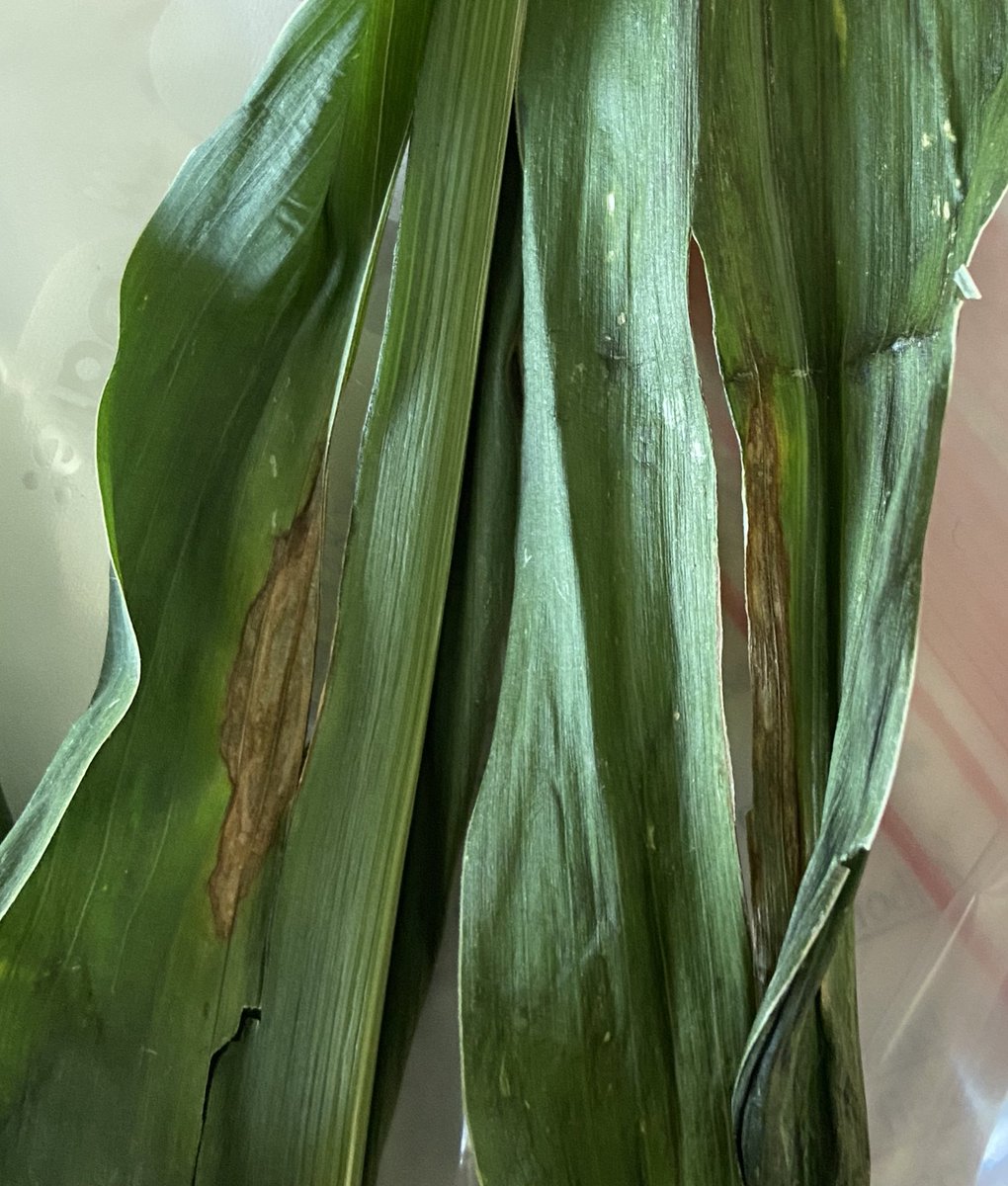 Matthew Vandehaar tweet media