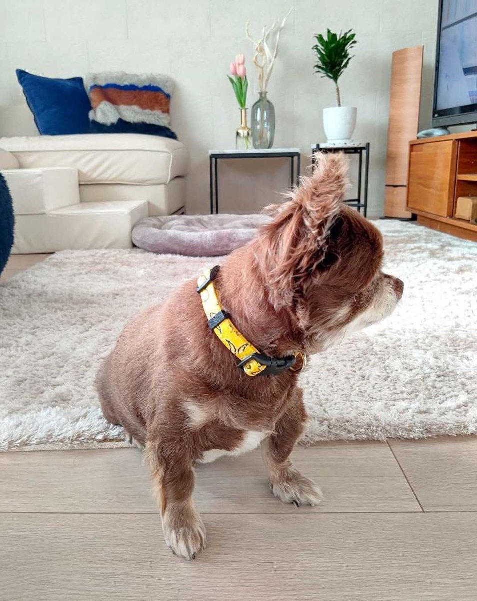 どの角度からも可愛いマロン🌰

頭でっかちな写り方もよし😊
.
.
.
#チワワ #チワワ大好き #マロン　#ライフスタイル #犬