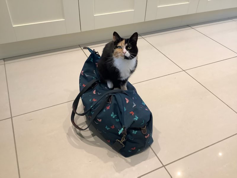 Phoebe, Selene and Mr Binx tweet media