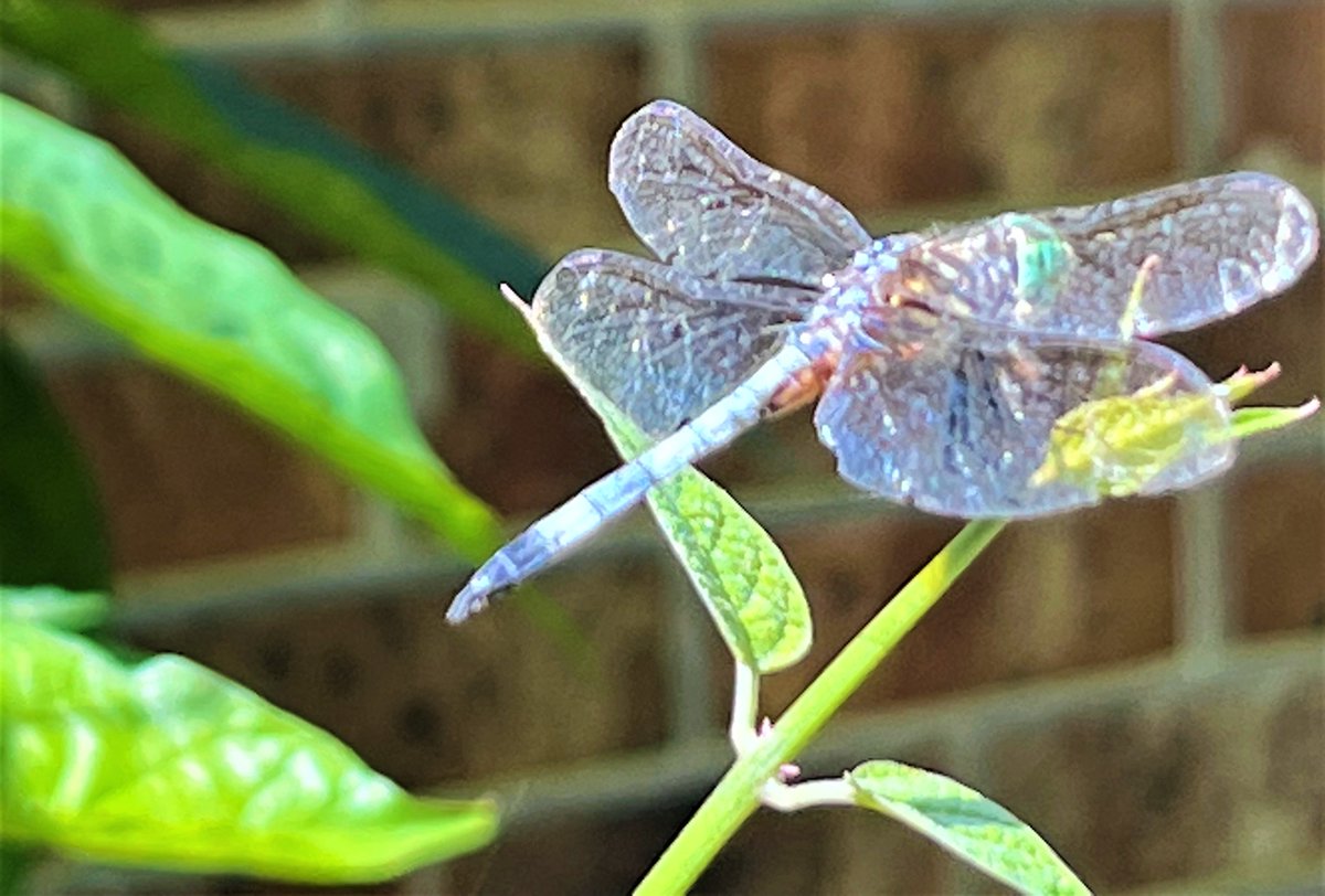 #InsectThursday 
This one visited my garden yesterday.

"I love to see the sunshine on the wings of dragonflies...there is magic in it.
-Ama H. Vanniarachchy