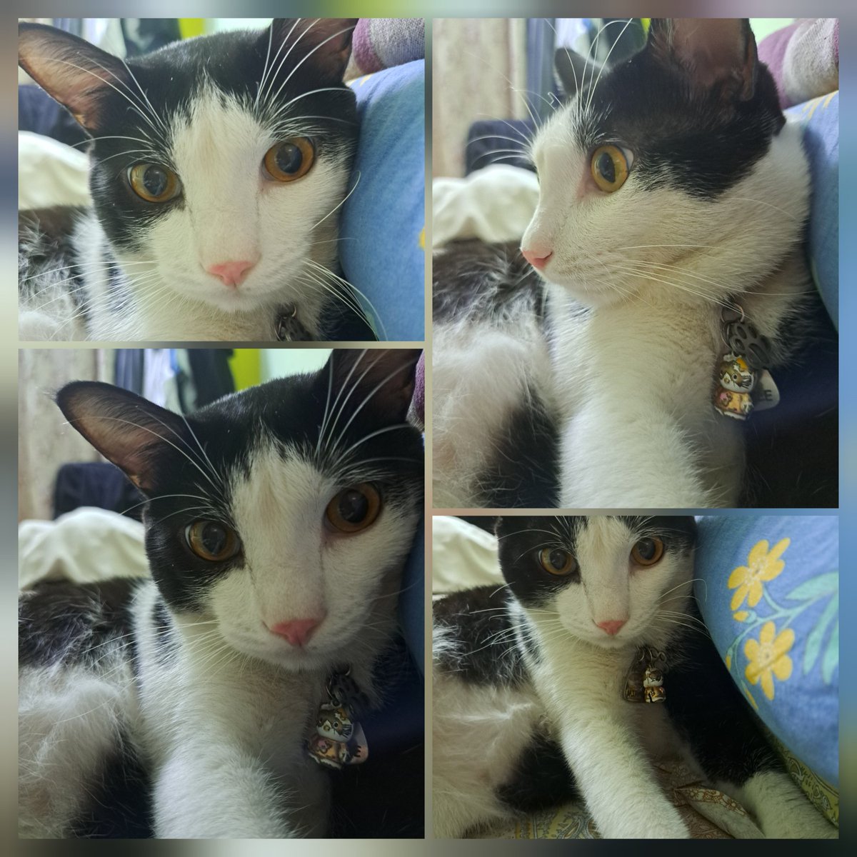 MrMiracle143's tweet photo. ๐พ ๐พ ๐พ
-Miracle
#CatsofTwittter #catsofindia https://t.co/CGS4wjuKff