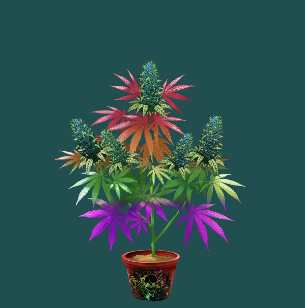 CryptoCannabisClubCanada tweet media